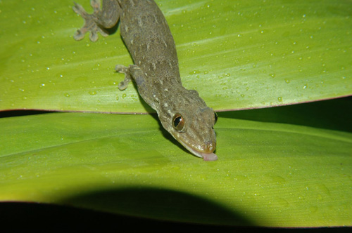 A gecko (Gehyra oceanica) uses its tongue to lick water droplets left behind by a recent rainstorm. Geckos primarily eat insects: , such as moths, though some species have been known to eat fruit and nectar from flowers.  Photographed on Moorea, French Polynesia by Edward A. Ramirez and Peter H. Niewiarowski